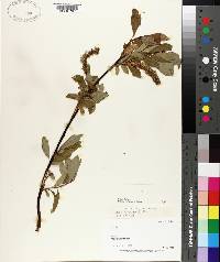 Salix barclayi image