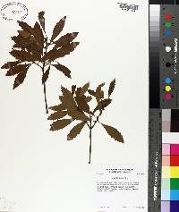 Myrica cerifera image