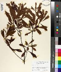 Myrica cerifera image