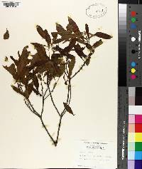 Myrica cerifera image