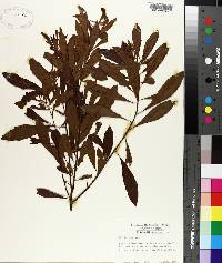 Myrica cerifera image