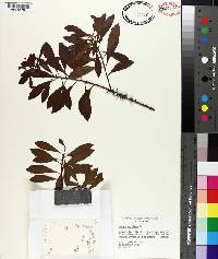 Myrica cerifera image
