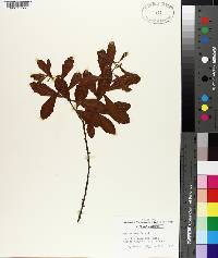 Myrica cerifera image