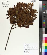 Myrica cerifera image
