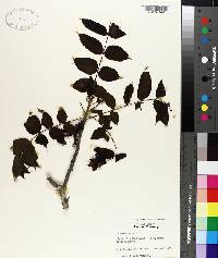 Juglans nigra image