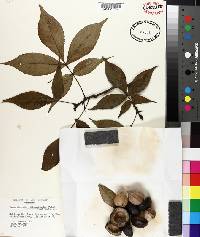 Carya carolinae-septentrionalis image