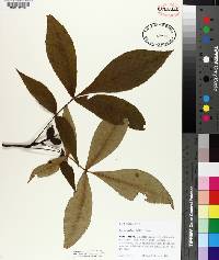 Carya glabra image