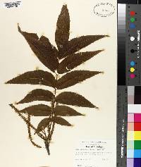 Carya illinoinensis image