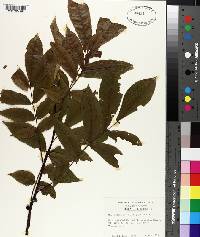 Carya illinoinensis image