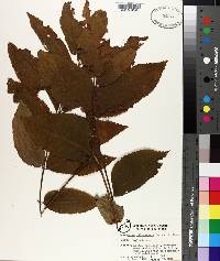 Carya illinoinensis image