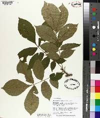 Carya myristiciformis image