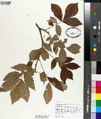 Carya myristiciformis image