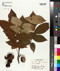 Carya texana image