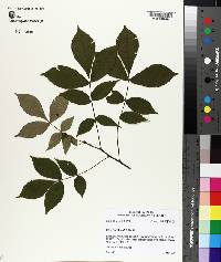 Carya texana image