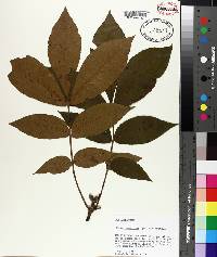 Carya tomentosa image