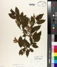 Carpinus caroliniana subsp. caroliniana image