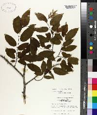 Carpinus caroliniana subsp. caroliniana image