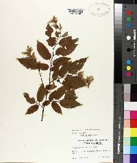 Carpinus caroliniana subsp. caroliniana image