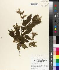 Carpinus caroliniana subsp. caroliniana image