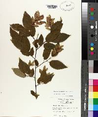 Carpinus caroliniana subsp. caroliniana image