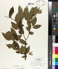 Carpinus caroliniana subsp. caroliniana image