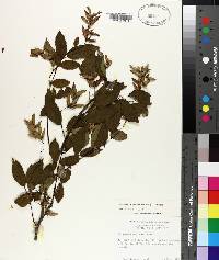 Carpinus caroliniana subsp. caroliniana image