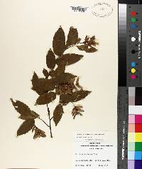 Carpinus caroliniana subsp. caroliniana image