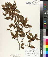 Carpinus caroliniana subsp. caroliniana image