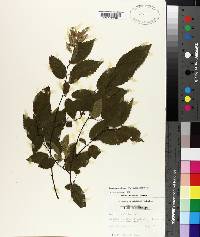 Carpinus caroliniana subsp. caroliniana image