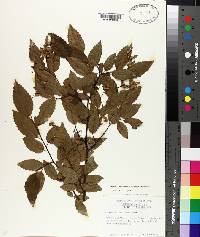 Carpinus caroliniana subsp. caroliniana image