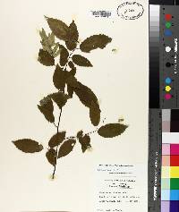 Carpinus caroliniana subsp. caroliniana image