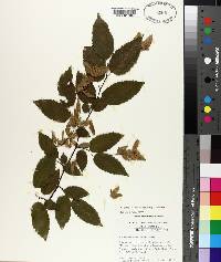 Carpinus caroliniana subsp. caroliniana image