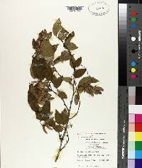 Carpinus caroliniana subsp. caroliniana image