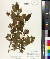 Carpinus caroliniana subsp. caroliniana image