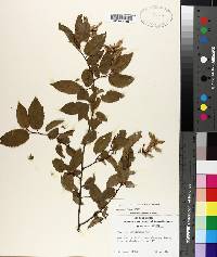 Carpinus caroliniana subsp. caroliniana image