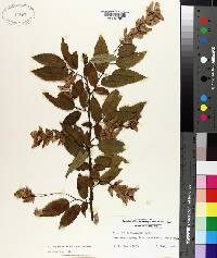 Carpinus caroliniana subsp. caroliniana image