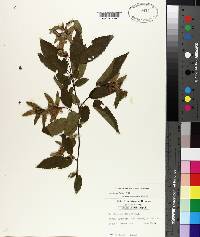 Carpinus caroliniana subsp. caroliniana image