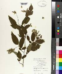 Carpinus caroliniana subsp. caroliniana image