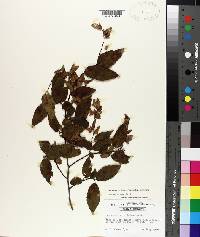 Carpinus caroliniana subsp. caroliniana image