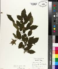 Carpinus caroliniana subsp. caroliniana image