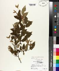 Carpinus caroliniana subsp. caroliniana image