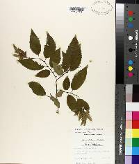 Carpinus caroliniana subsp. caroliniana image