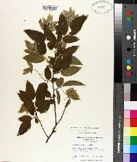 Carpinus caroliniana subsp. caroliniana image