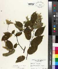 Carpinus caroliniana subsp. virginiana image