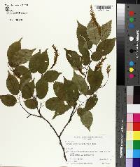 Carpinus laxiflora image