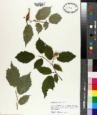 Corylus cornuta image