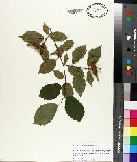 Corylus cornuta image