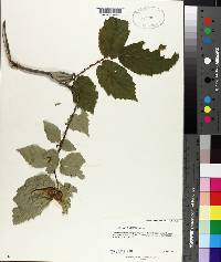 Corylus cornuta image