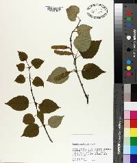 Betula cordifolia image