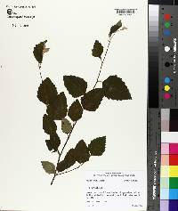 Betula nigra image